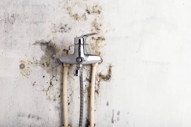 Best Toxic Mold Removal  in Pella, IA