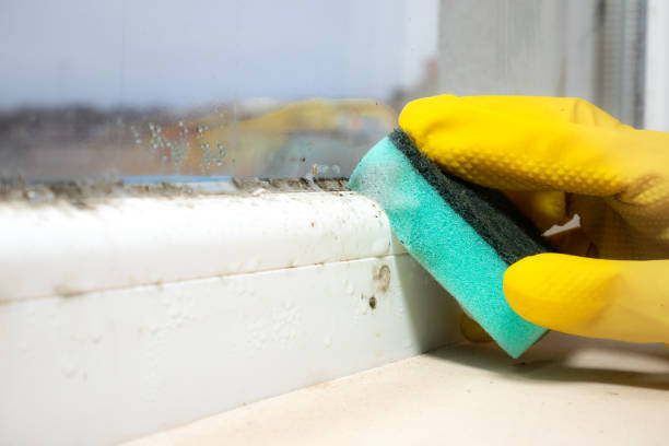 Best Mold Cleaning Services  in Pella, IA