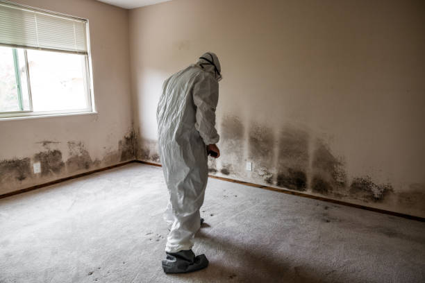 Professional Mold Removal in Pella, IA