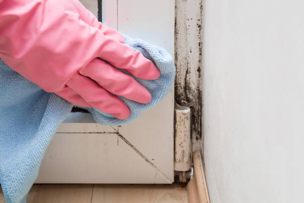 Best Crawl Space Mold Removal  in Pella, IA
