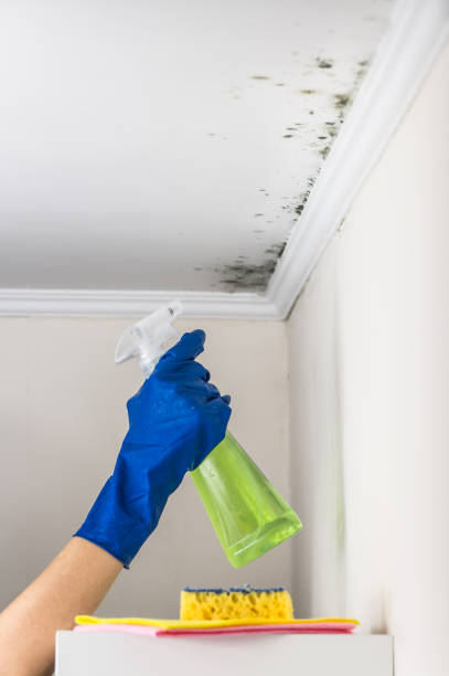 Best Local Mold Removal Service  in Pella, IA