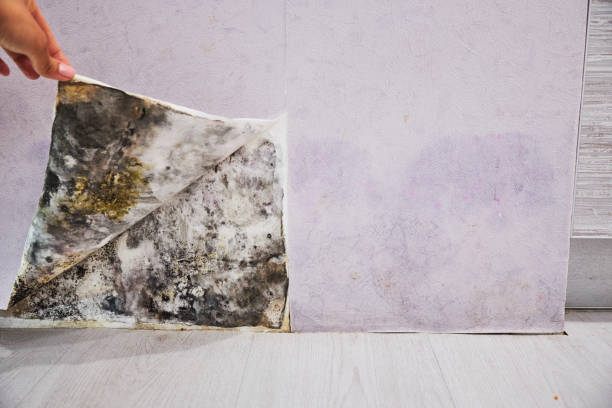 Best Mold Damage Repair  in Pella, IA